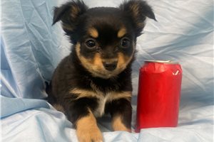 Michael - Chihuahua for sale