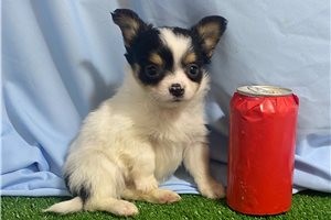 Vincent - Chihuahua for sale