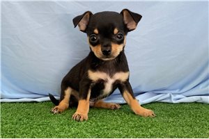 Amigo - Chihuahua for sale