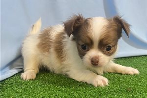 Otto - Chihuahua for sale