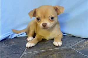 Grace - Chihuahua for sale