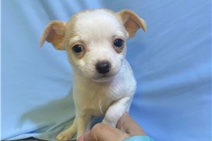 Giovanni - Chihuahua for sale