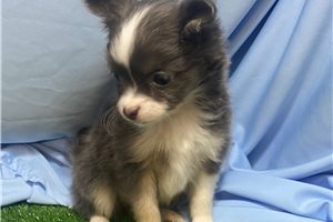 Violet - Chihuahua for sale