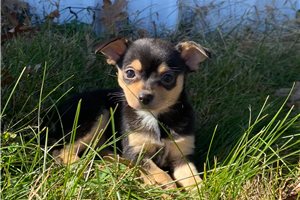 Angie - Chihuahua for sale