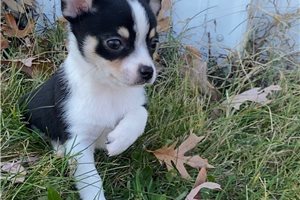 Archer - Chihuahua for sale