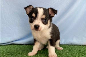 Reba - Chihuahua for sale