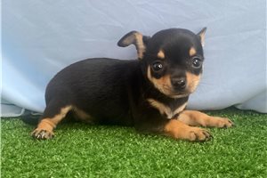 Amir - puppy for sale