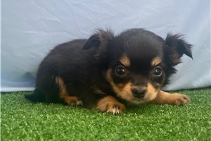 Alexia - puppy for sale