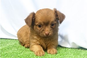 Oscar - Chihuahua for sale