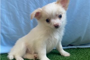 Otis - Chihuahua for sale