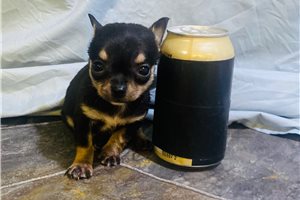 Anika - Chihuahua for sale