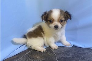 Graham - Chihuahua for sale