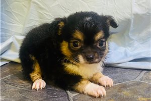 Angelica - Chihuahua for sale