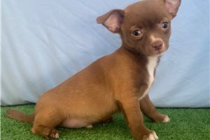 Draco - Chihuahua for sale