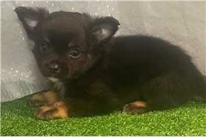 Silas - Chihuahua for sale