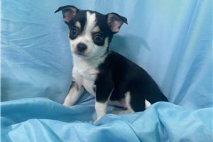Reba - puppy for sale