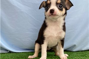 Alicia - Chihuahua for sale