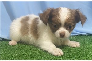 Otto - Chihuahua for sale