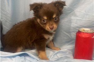 Mateo - Chihuahua for sale