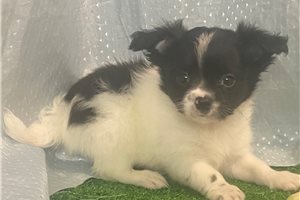 Ryan - Chihuahua for sale