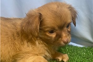 Oscar - Chihuahua for sale