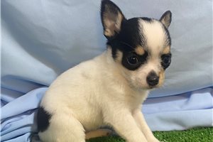 Vanessa - Chihuahua for sale