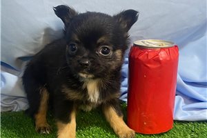 Valentina - Chihuahua for sale