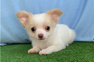 Otis - Chihuahua for sale