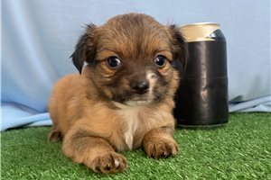 Dozer - Chihuahua for sale