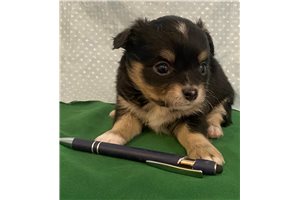 Raelynn - Chihuahua for sale