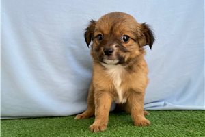 Dozer - puppy for sale