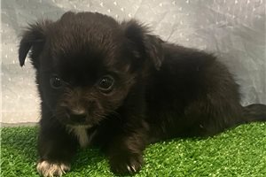 Rose - Chihuahua for sale