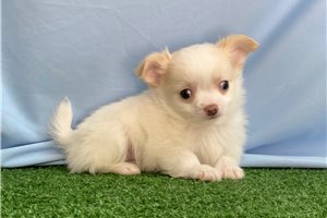 Otis - puppy for sale