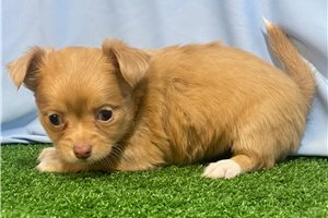 Olive - Chihuahua for sale