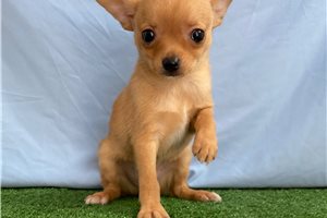 Oscar - Chihuahua for sale
