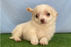 Otis - Chihuahua for sale