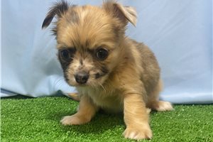 Orion - Chihuahua for sale
