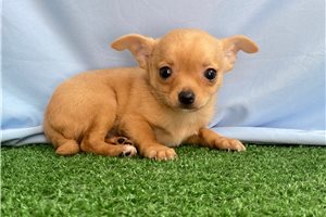 Oscar - Chihuahua for sale