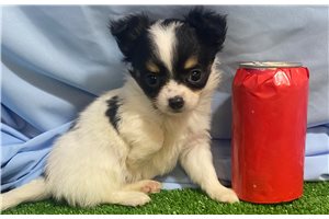 Vera - Chihuahua for sale