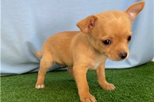 Diamond - puppy for sale