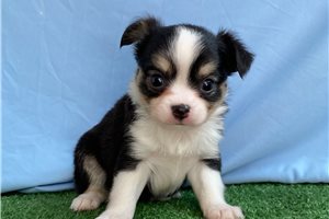 Rhea - Chihuahua for sale