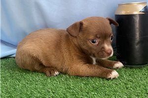 Draco - Chihuahua for sale