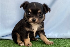 Rita - Chihuahua for sale