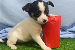 Vivian - Chihuahua for sale