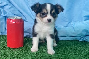 Rhea - puppy for sale
