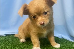 Olive - Chihuahua for sale