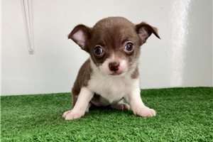 Kelly - puppy for sale
