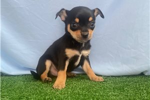 Amigo - puppy for sale