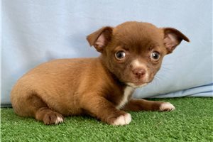 Draco - Chihuahua for sale
