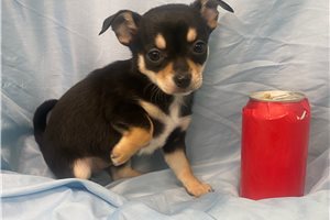 Madison - Chihuahua for sale